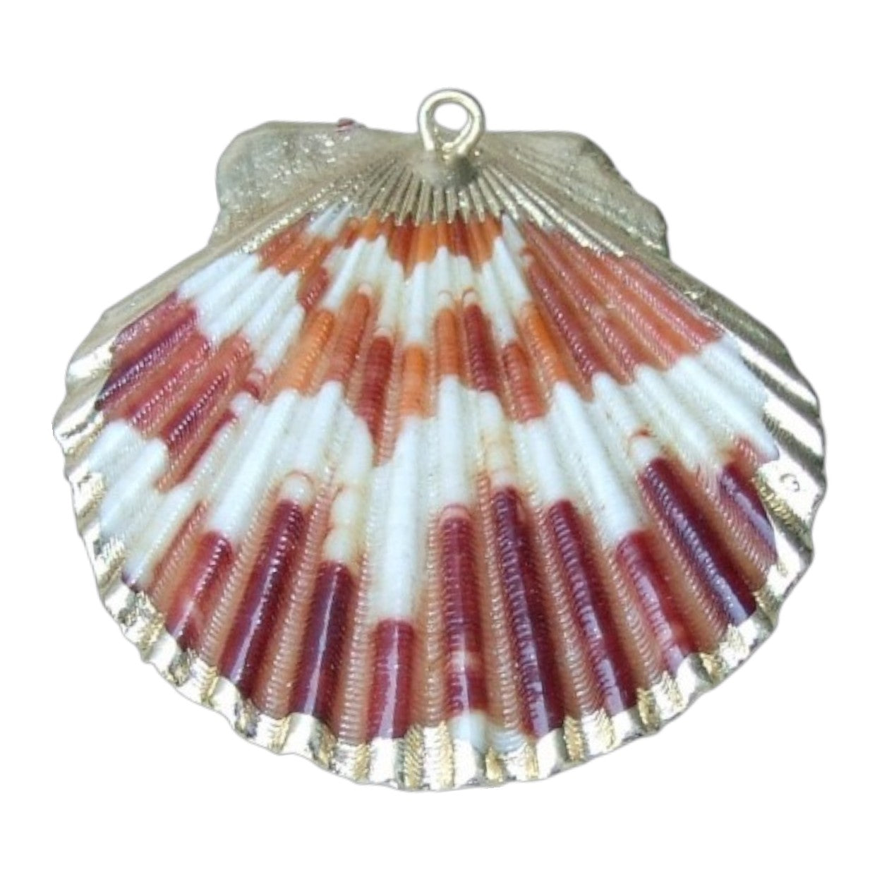 LARGE NATURAL SEASHELL